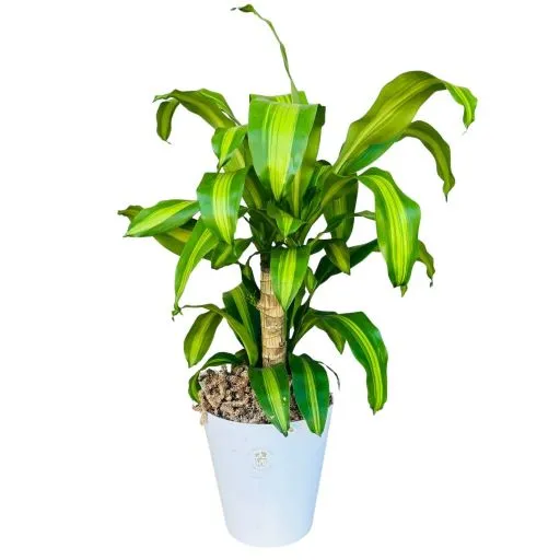 Planta massangeana de tronco 3l